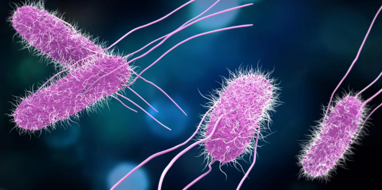 Salmonella-مرض سالمونيلا